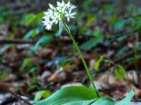 Einzelne langstielige Bärlauchblüte